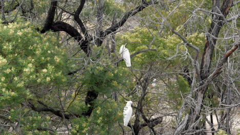 two sulphur crested cockatoos perched in a burnt gum tree