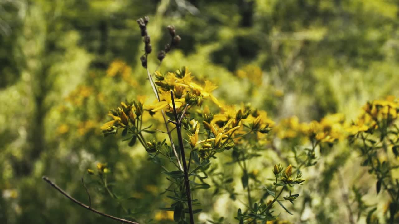 wildflowers, in Los Andes Mountains of Chile