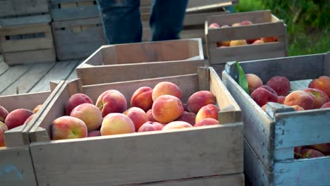 peaches being shifted around in a wooden crate during harvest