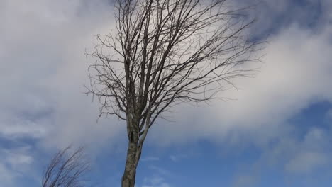 a slider shot with a parallax of a tree against a clear blue sky