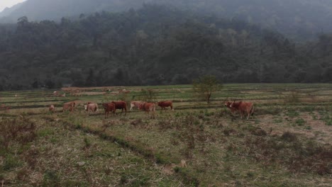 Volando-Alrededor-De-Un-Grupo-De-Vacas-Pastando-En-El-Prado-En-Loas-Asia,-Aéreo