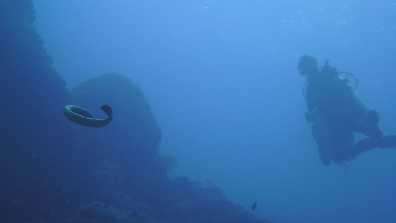 호기심 많은 바다 이 멀리 있는 다이버 쪽으로 헤엄치고 있다