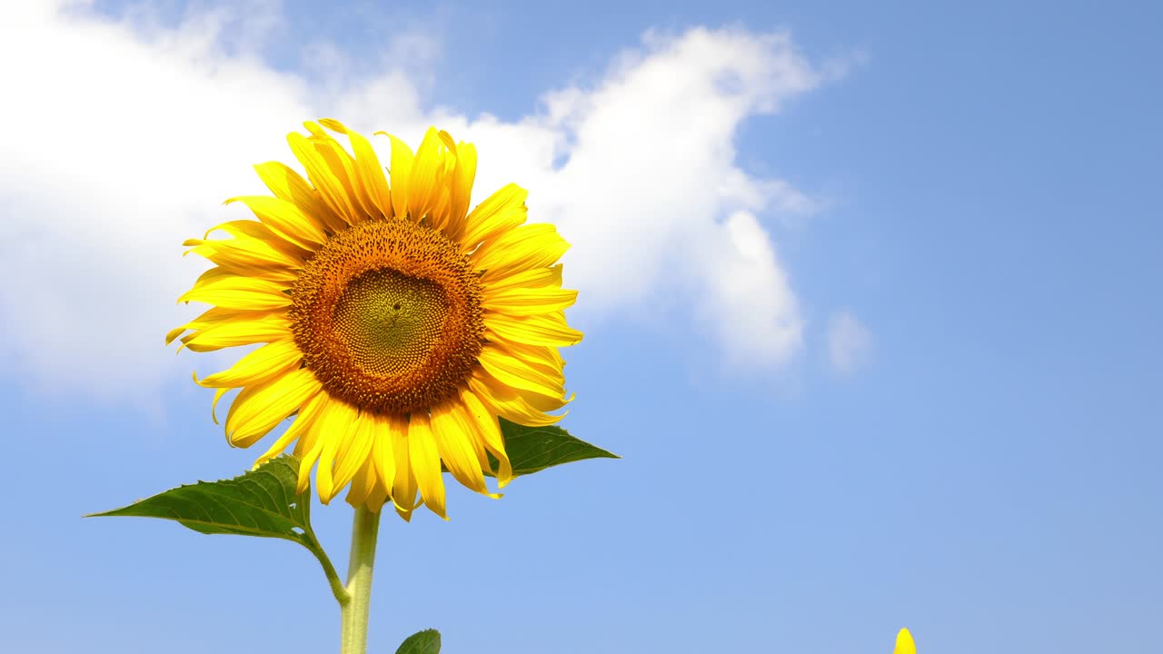 Vakre enkeltstående solsikker med blå himmel i bakgrunnen på en åker