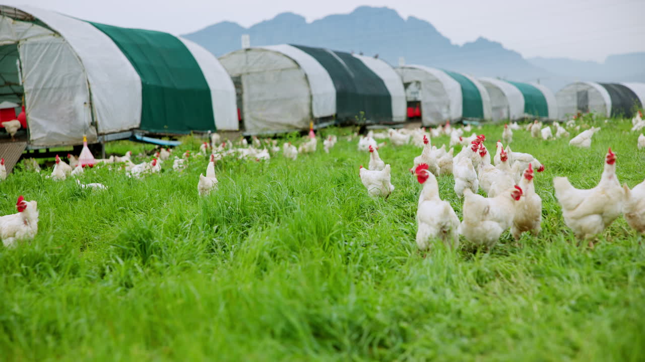Galline in un campo in una fattoria