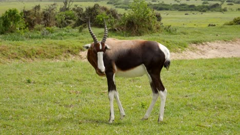 Bontebok-De-Pie-Mira-Y-Se-Rasca