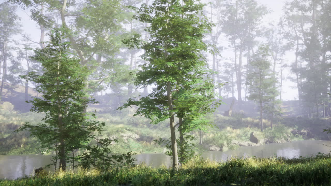 울창한 초록색 근처의 조용한 강 위에 안개와 함께 조용한 숲 아침