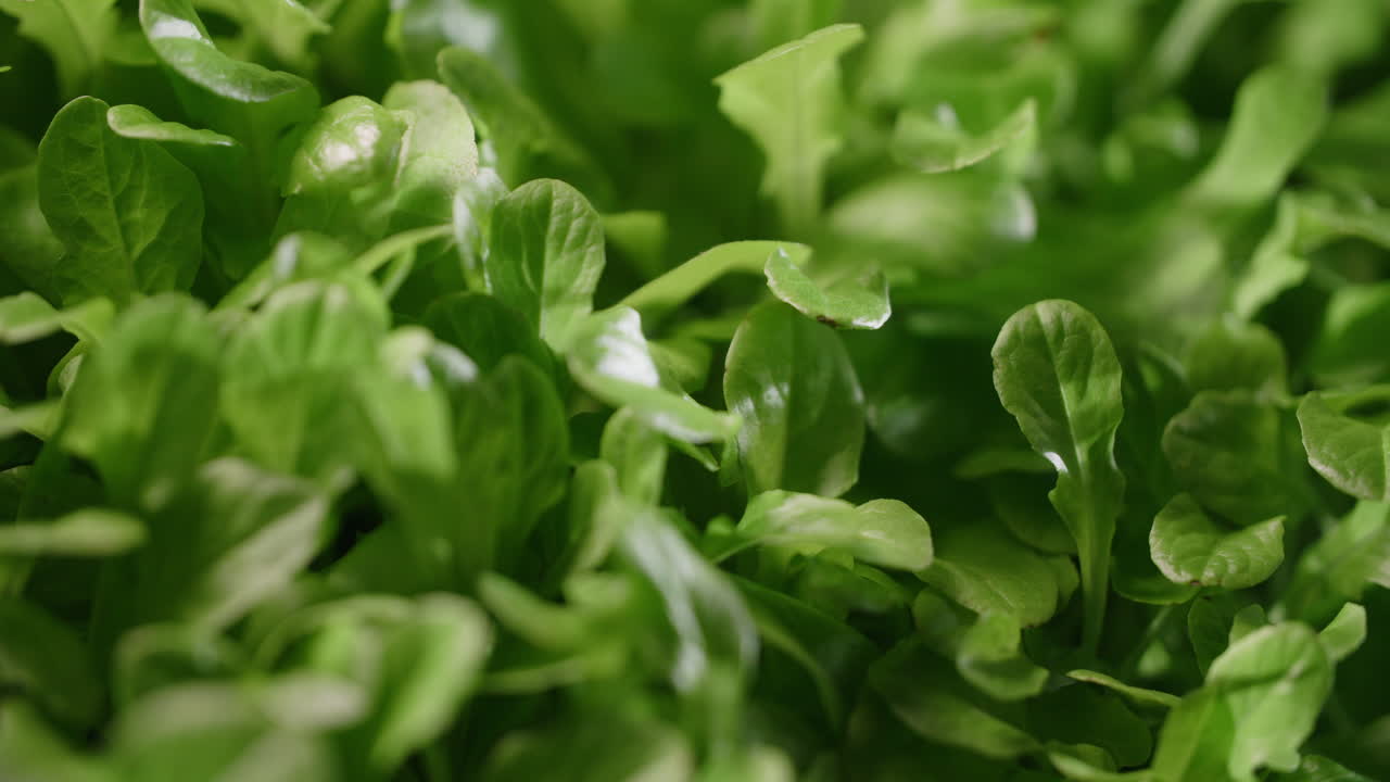 primer plano de verduras frescas