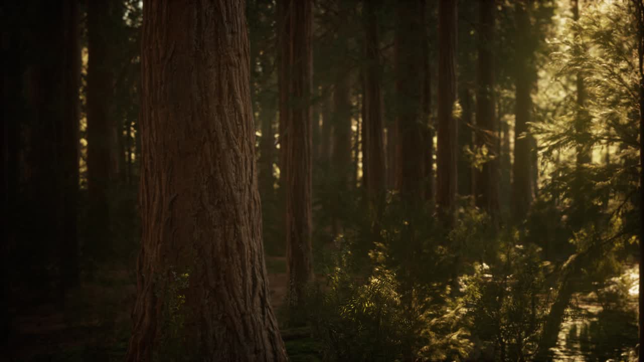 해가 뜨는 시코이아 숲의 하이퍼  ⁇ 스