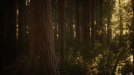 hyperlapse-in-sequoia-forest-from-sunrise