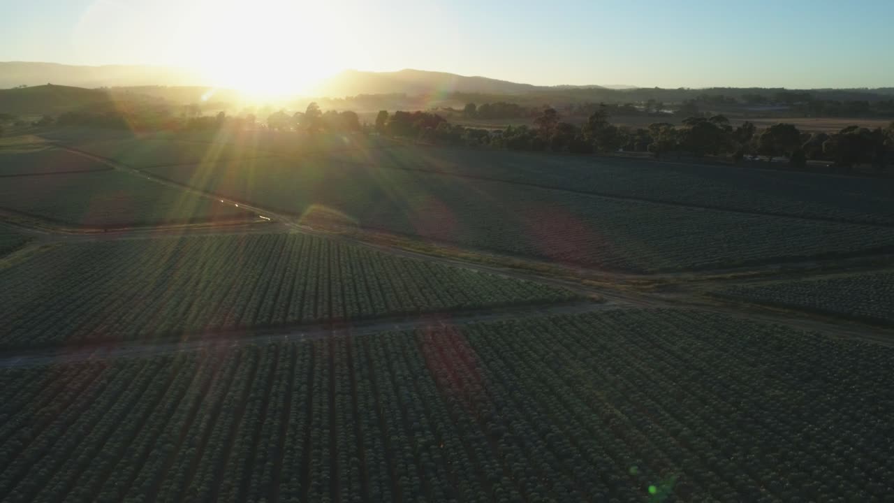 seguimiento de drones sobre el amanecer - atardecer en hermosas tierras de cultivo y cultivos de hortalizas