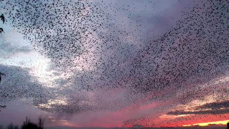 Murmullo-De-Estornino-Contra-Un-Hermoso-Cielo-Nocturno-De-Invierno-Al-Atardecer