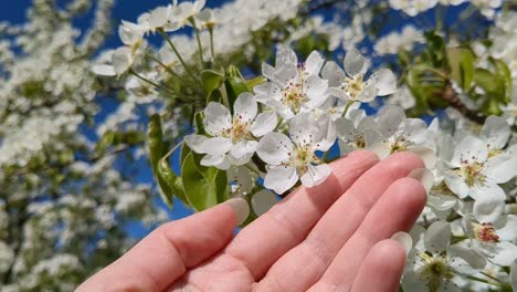 Weiße-Blumen-Blühen-Im-Apfelbaum,-Frau-Berührt-Weiße-Blumen,-Nahaufnahme