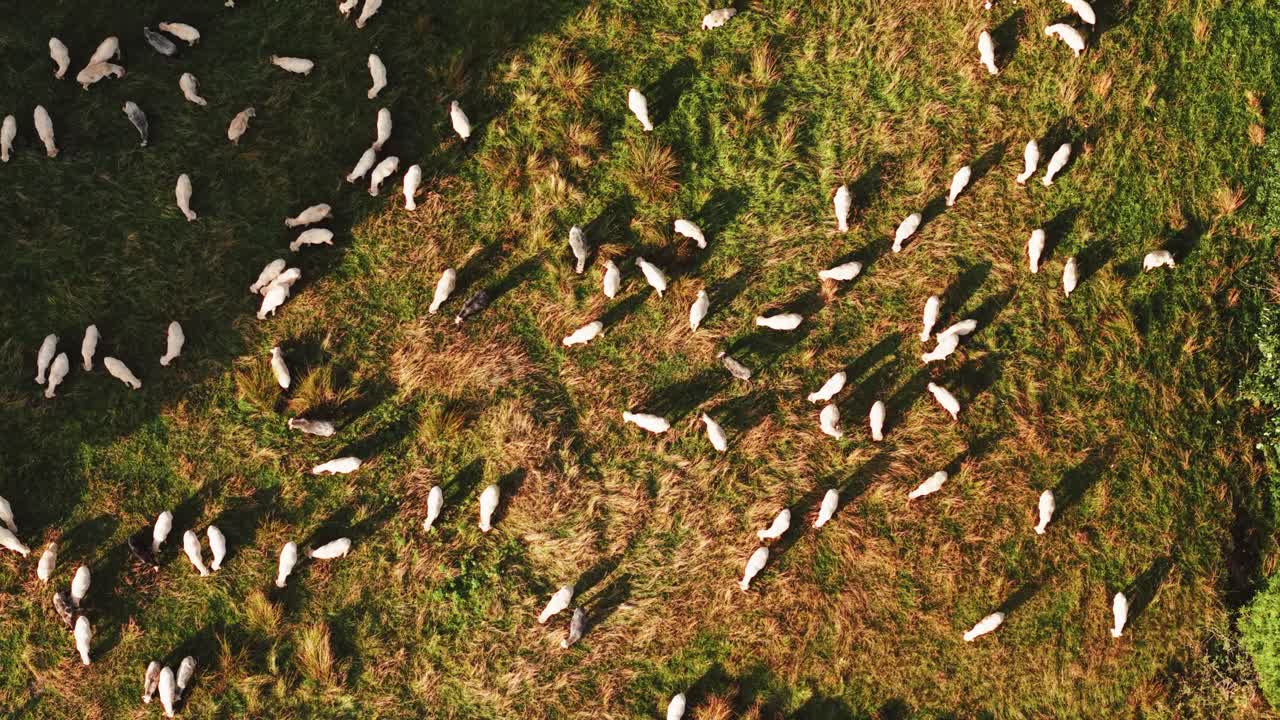 Bird Eye View of Flock of Sheep in Field