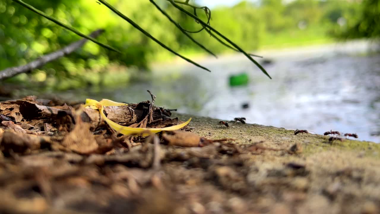 Ants on a log near water