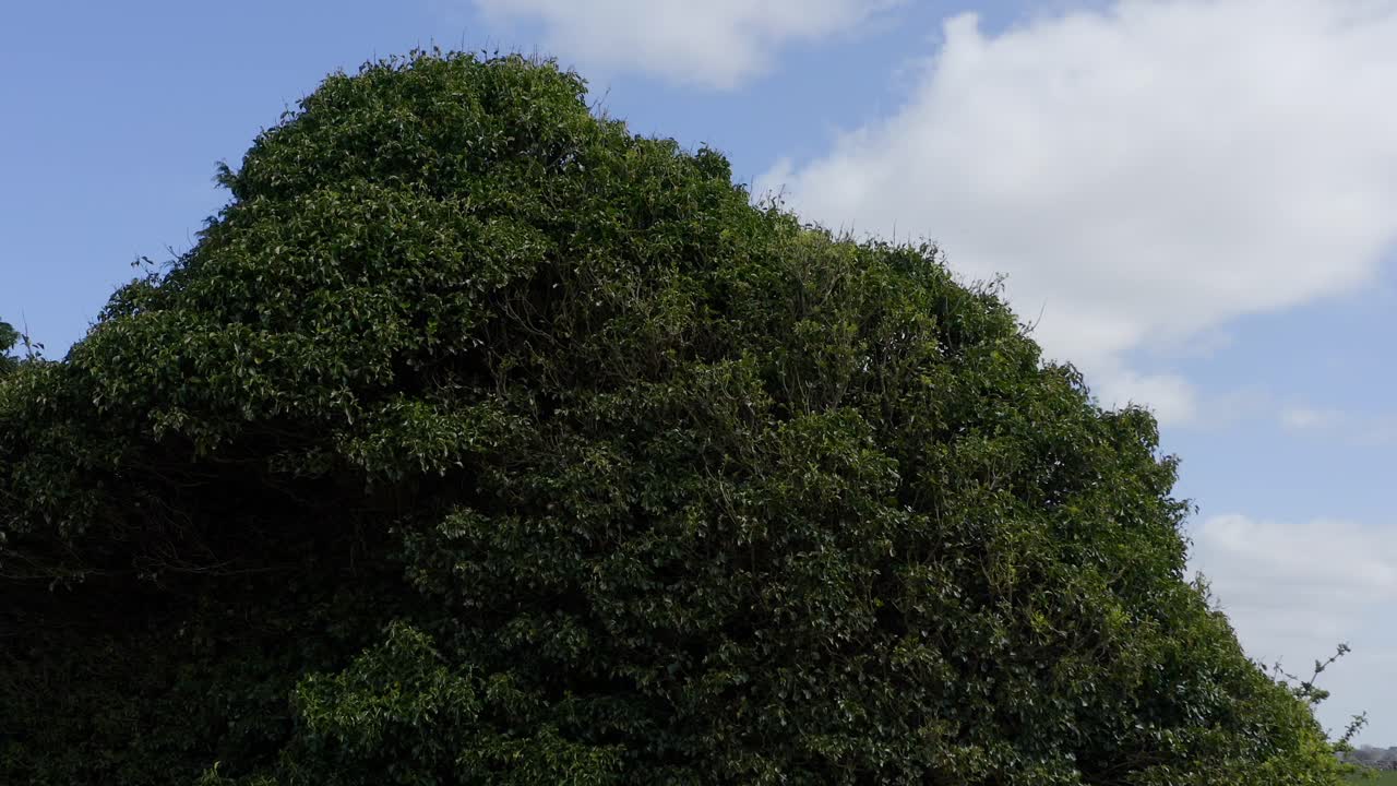 Cimitero della chiesa di Cargin con muri ricoperti di vegetazione su un campo erboso pulito