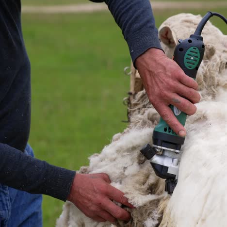 Method of shearing sheep. Farmer cutting white fleece from a sheep with a shearer. Traditional shearing adult sheep on a farm