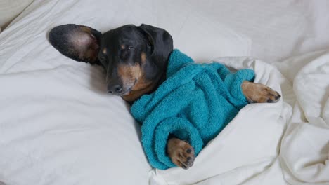 adorable tired dachshund dog in blue terry robe is falling asleep, funny sticking out the ear and lying on bed under a warm cozy blanket, top view. pet is finally resting after a long busy day.