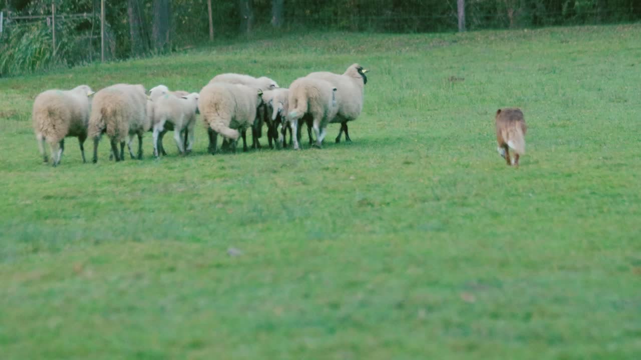 슬로베니아의 농장에서 훈련하는 동안 양 떼와 양치기 개 - 와이드 샷