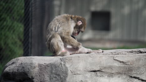 pequeño mono recién nacido sube a la roca y corre alrededor de la madre imperturbable mientras limpia