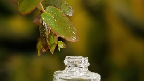 eucalyptus essential oil droplet