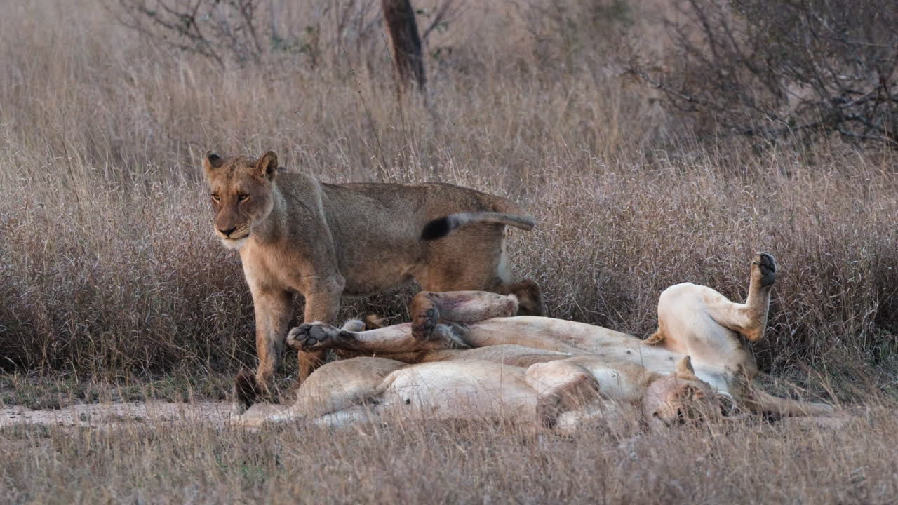 A Pride of Lions Resting in the Savanna