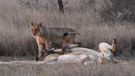 Una-Manada-De-Leones-Descansando-En-La-Sabana