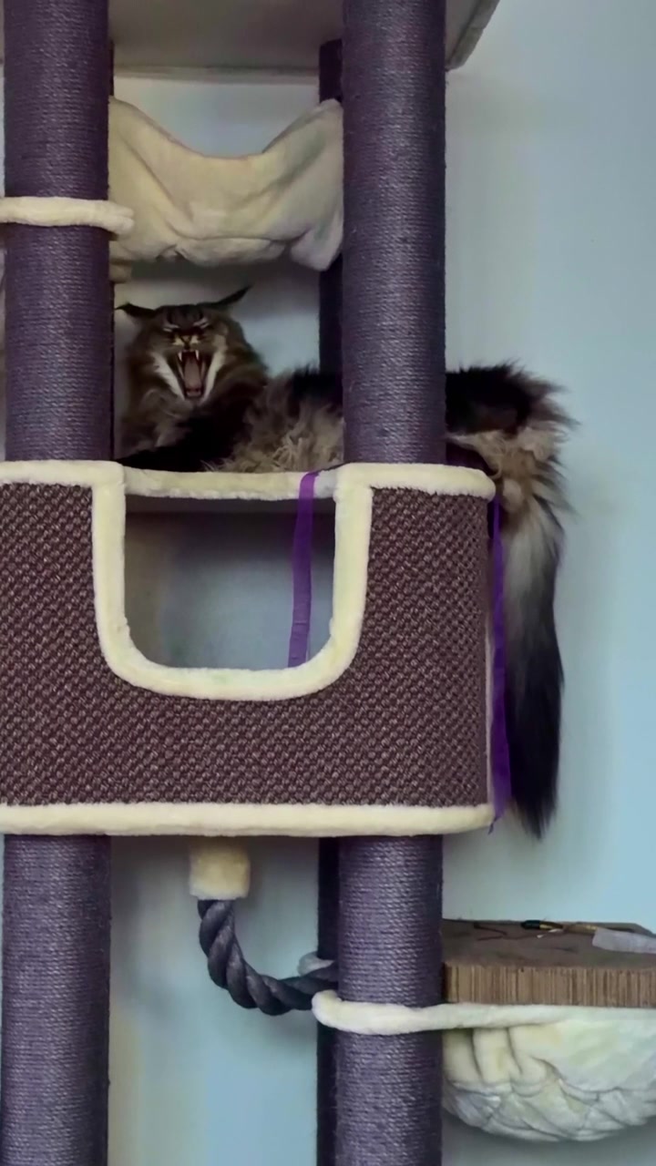 Un gatto si rilassa comodamente su un tiragraffi morbido, mostrando il suo atteggiamento rilassato. Ideale per contenuti sulla cura degli animali domestici o ispirazione per l'arredamento della casa
