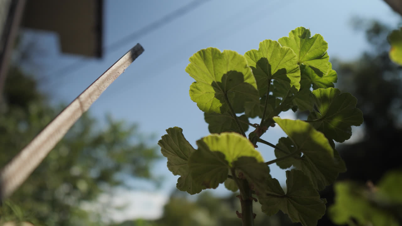 Branch with leaves swaying gently in sunlight during warm afternoon outdoors, low orbit around home garden herbs