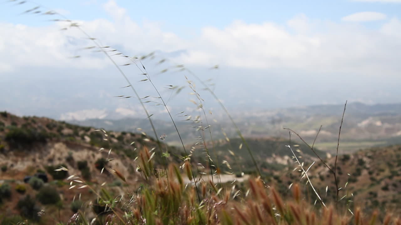 잔디 근접 촬영