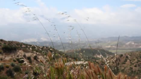 Grass-Closeup