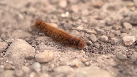 un primer plano de una oruga peluda arrastrándose por un camino