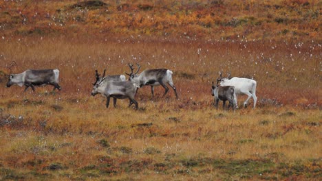 an unusual white reindeer in the herd