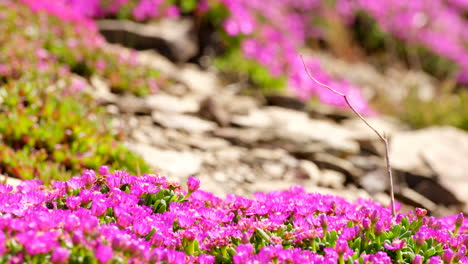 Shallow focus on pink flowers of ground cover delosperma iceplant in rocky soil