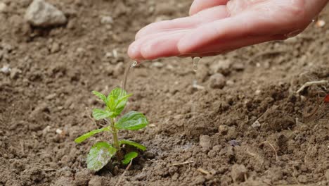 girl's hand waters a small seedling in the ground