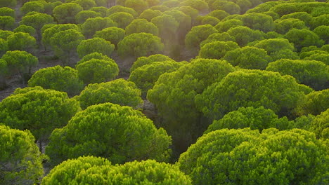 drone flight over umbrella pine trees on scenic forest in el rompido, spain at sunset - aerial pullback