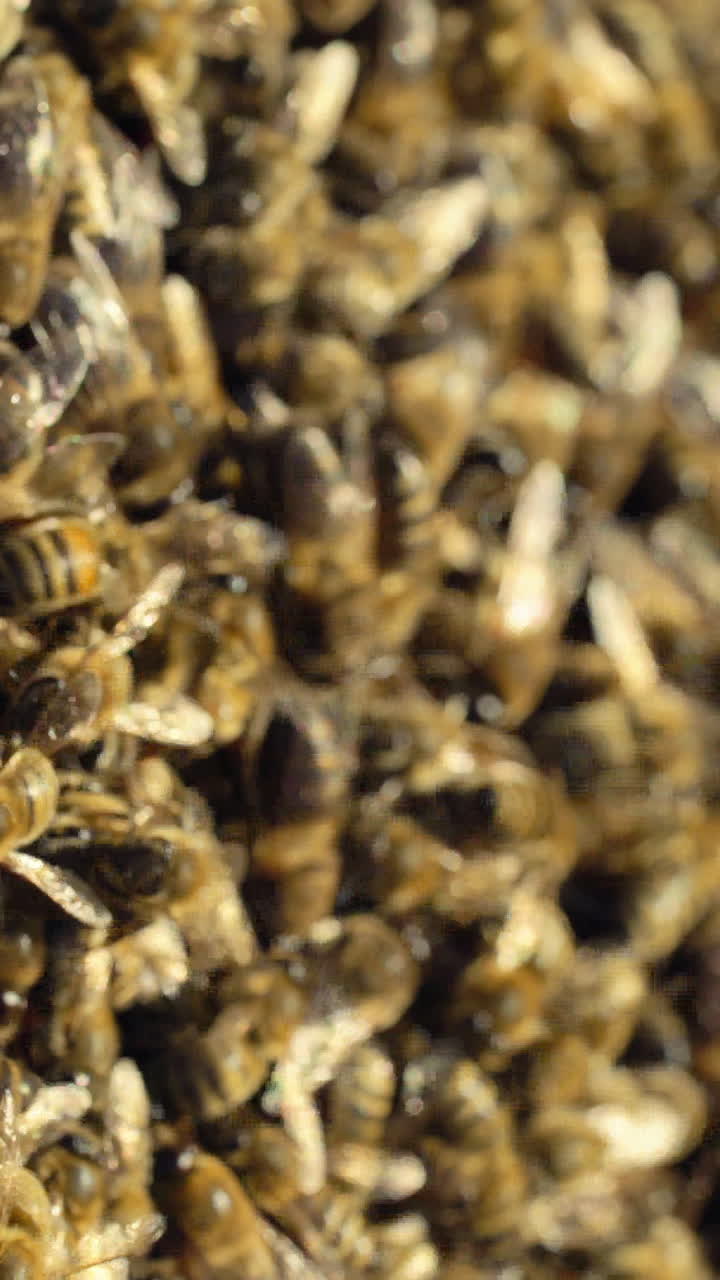 Beehive in the apiary. Bees collect nectar. Life inside the hive. Apiary concept. Close-up Vertical video