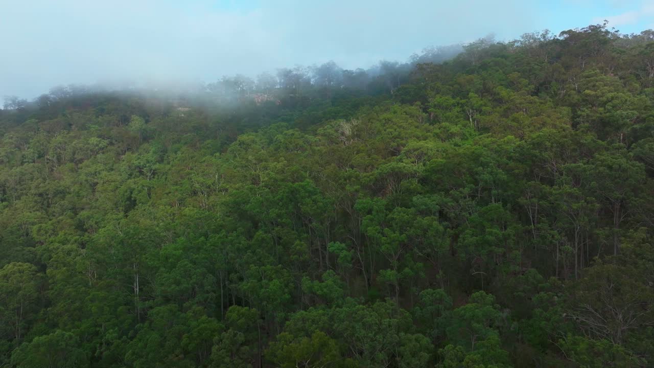 Misty clouds Lower Mangrove gum eucalyptus trees Dharug Popran forest Hawkesbury River Creek NSW Sydney Blue Mountains Australia aerial drone Spring Summer misty sunny morning circle right motion