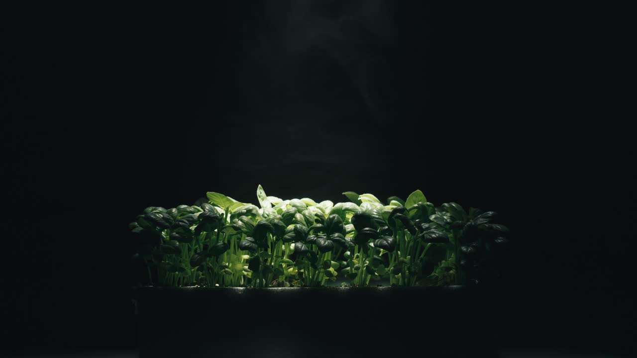 cultivo en laboratorio de plantas verdes aromáticas y fondo negro