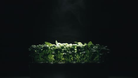 laboratory cultivation of aromatic green plants and black background