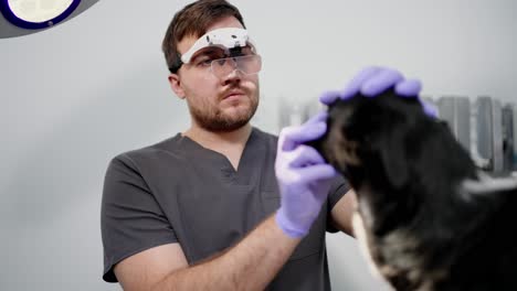 confident male veterinarian in special glasses examines the eyes of a black dog in a veterinary clinic during an examination