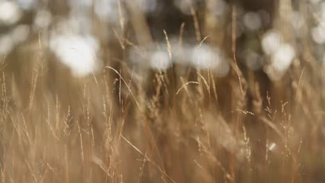 golden meadow grass