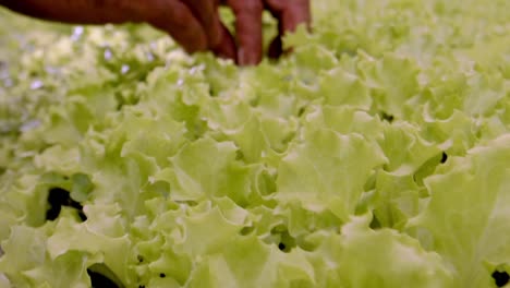 farmer quality checking by hand organic lettuce being grown