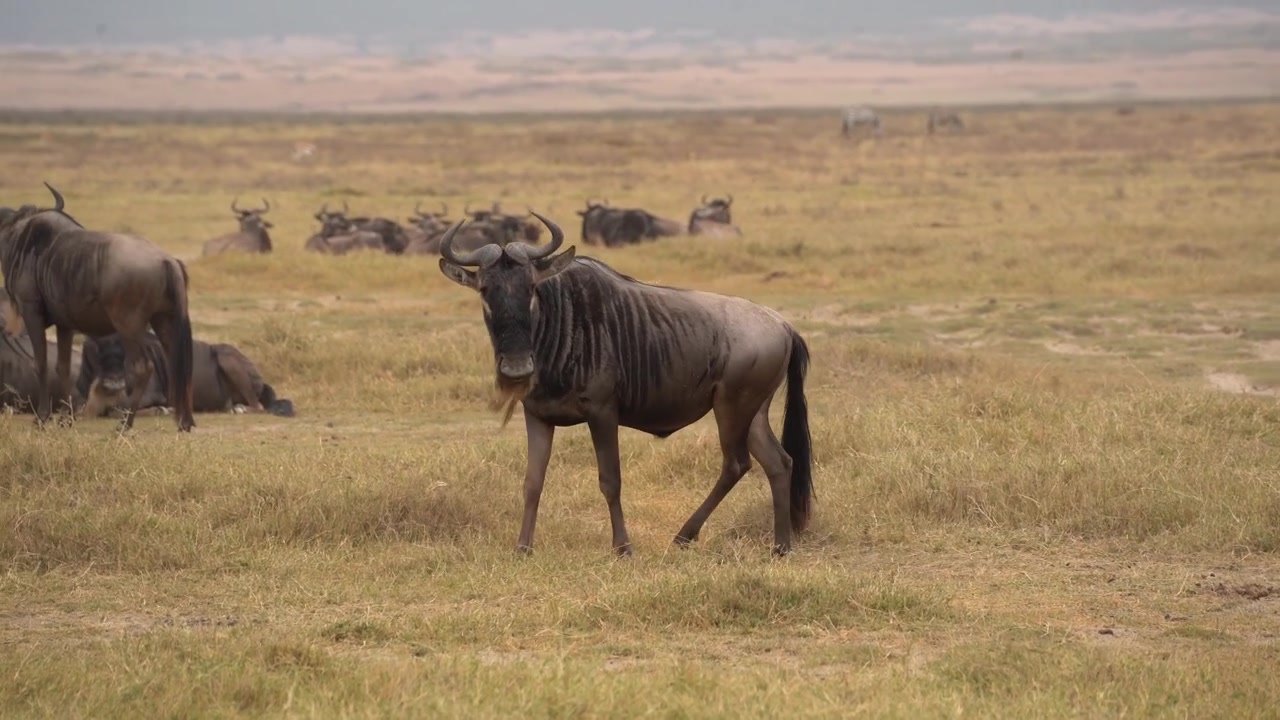Two male wildebeest fighting in savanna serengeti national park tanzania africa