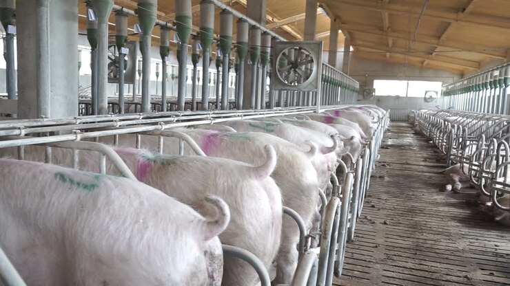 Pigs standing in pens on industrial farm