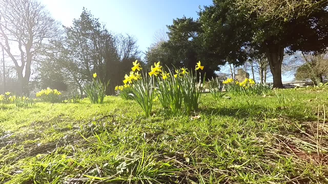 Daffodils in bright sunlight and blowing in the wind