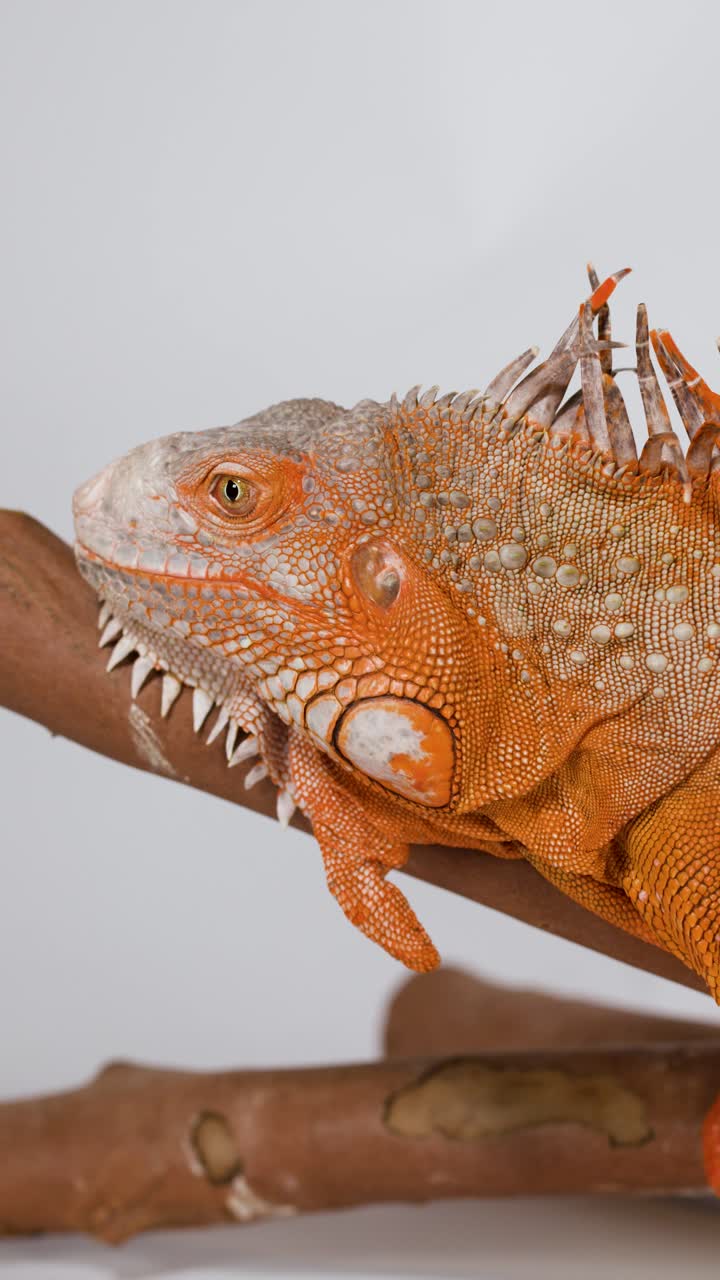 Un primo piano dettagliato di profilo di un'iguana arancione che riposa su un ramo di legno.