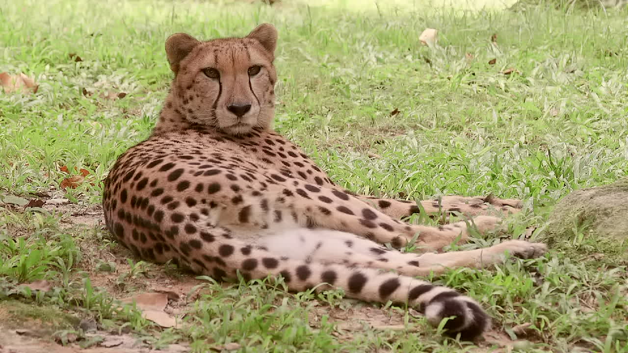 guepardo adulto descansando bajo la sombra