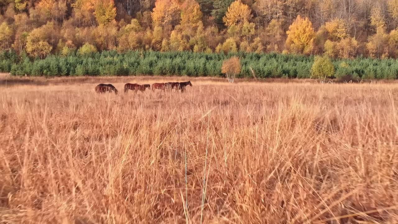 Kvæg græsser på en mark med efterårstræer i Georgien, Kaukasus.