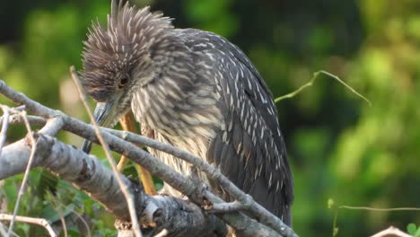 Rufous-Night-Heron-in-tree-.