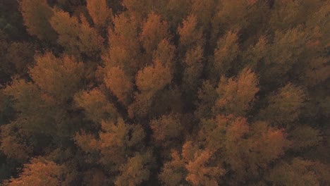 multicolored deciduous tree tops in the autumn evening-2